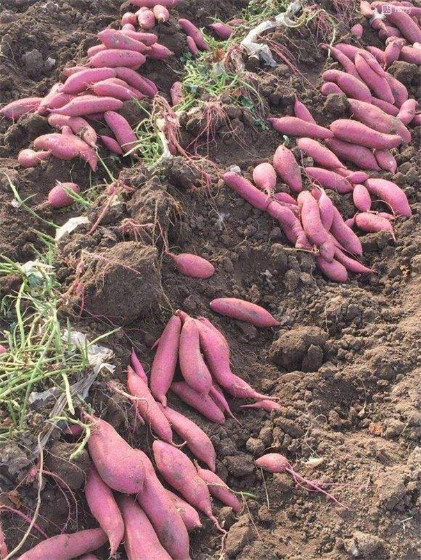 紅薯種植決竅 紅薯種植決竅