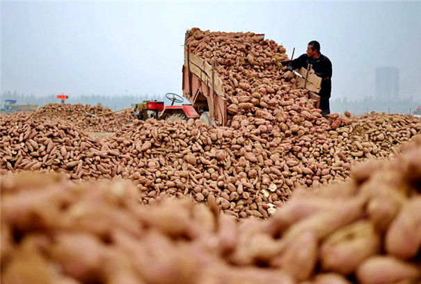 紅薯粉條機(jī)-紅薯 紅薯粉條機(jī)-紅薯