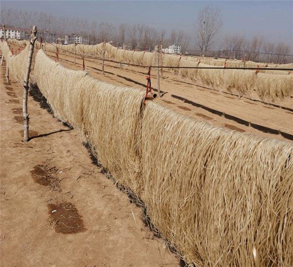 紅薯粉條機(jī)-戶外晾曬 紅薯粉條機(jī)-戶外晾曬