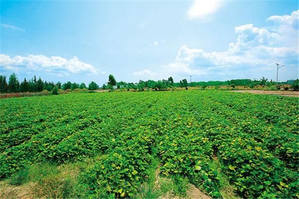 紅薯種植基地 紅薯種植基地