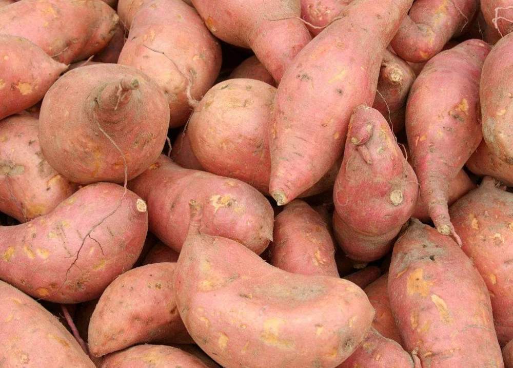 標準型紅薯淀粉生產線 標準型紅薯淀粉生產線