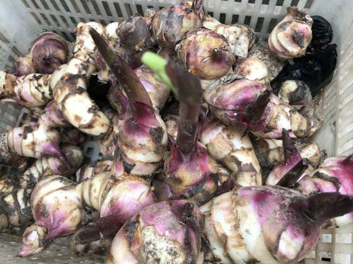 簡(jiǎn)易型芭蕉芋淀粉加工設(shè)備