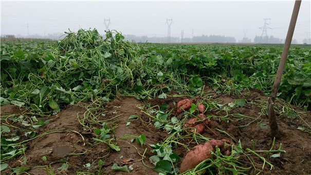 高溫多雨季節(jié)，紅薯種植怎樣才能高產(chǎn)？生長中期一定做好這5點(diǎn)