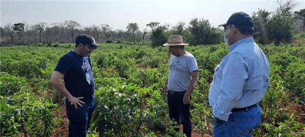 【疫情之下的默契合作】時產(chǎn)500公斤木薯淀粉線落戶玻利維亞 【疫情之下的默契合作】時產(chǎn)500公斤木薯淀粉線落戶玻利維亞